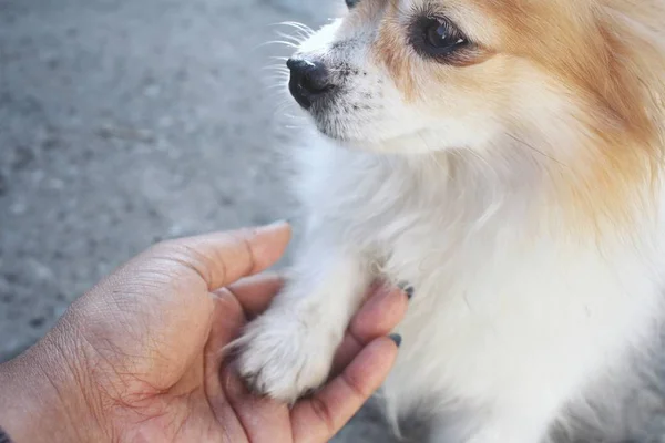 Nahaufnahme eines Chihuahua-Hundes beim Handspielen — Stockfoto