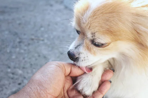 Close up of chihuahua dog playing hand — Stock Photo, Image