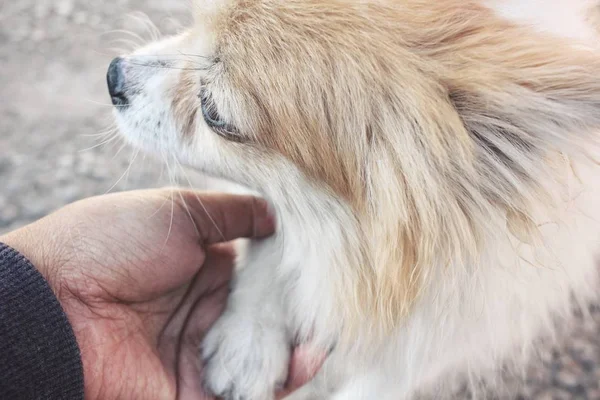 Gros plan de chihuahua chien jouant main — Photo