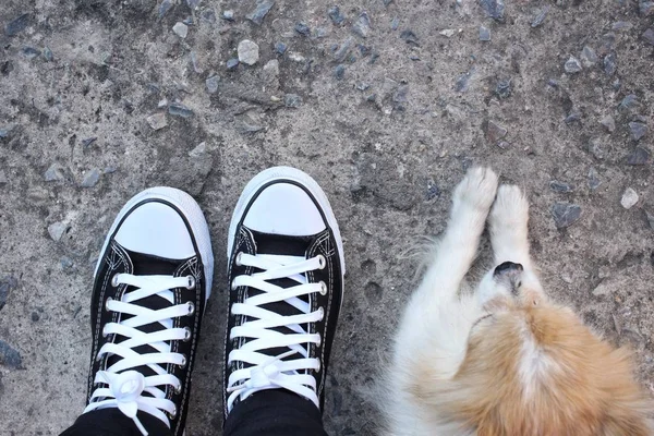 Selfie of dog foot with sneakers