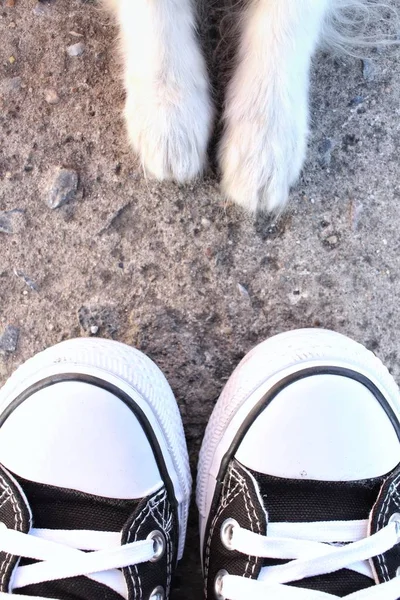 Селфи собачьей лапки в кроссовках — стоковое фото