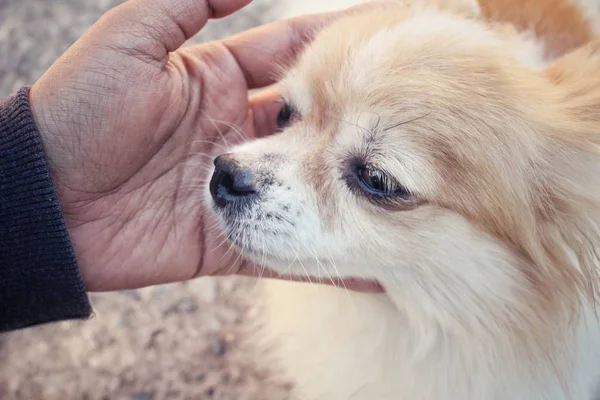 Nahaufnahme eines Chihuahua-Hundes beim Handspielen — Stockfoto