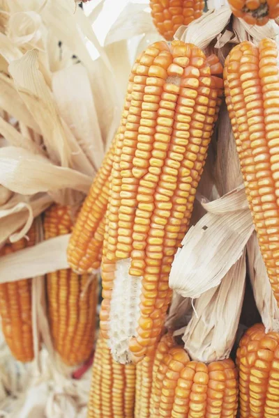 Close up of dried corns — Stock Photo, Image