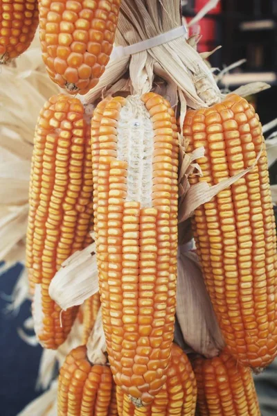 Close up of dried corns — Stock Photo, Image