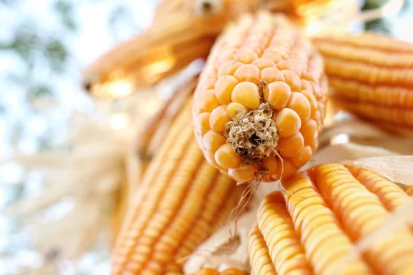 Close up of dried corns — Stock Photo, Image