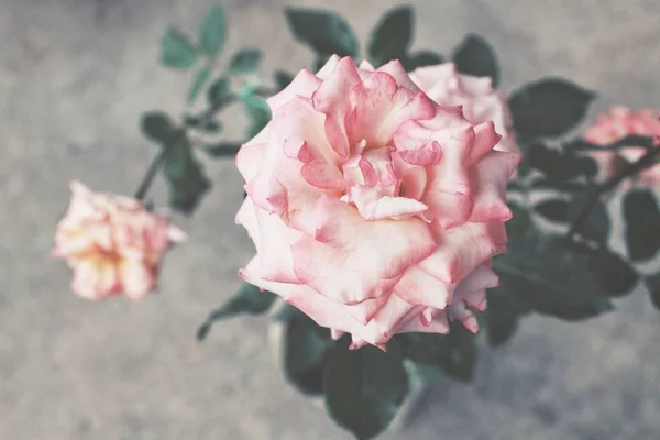 Закрыть винтажный цветок розы — стоковое фото