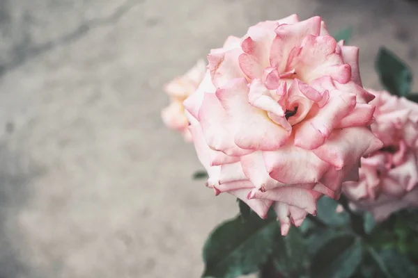 Fiore di rosa vintage da vicino — Foto Stock