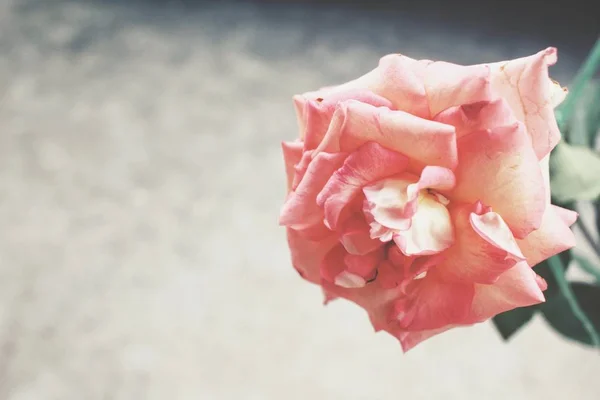 Close-up van vintage roze bloem — Stockfoto