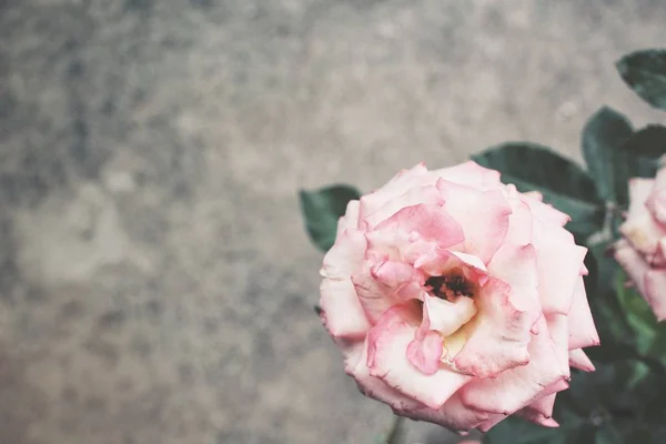 Close-up van vintage roze bloem — Stockfoto