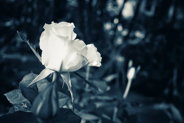 白いバラの花を閉じて — ストック写真