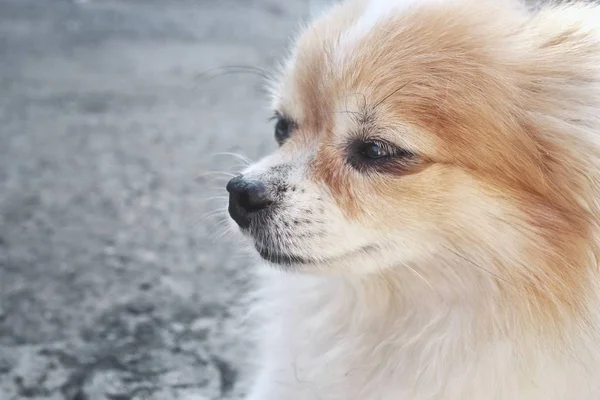 Κοντινό πλάνο του σκύλου τσιουάουα — Φωτογραφία Αρχείου