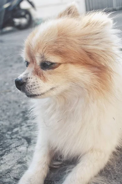 Close up de cão chihuahua — Fotografia de Stock