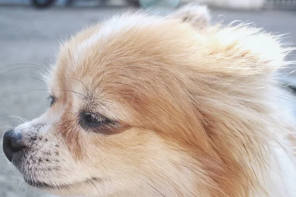 Close up de cão chihuahua — Fotografia de Stock