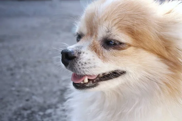 Close up de cão chihuahua — Fotografia de Stock