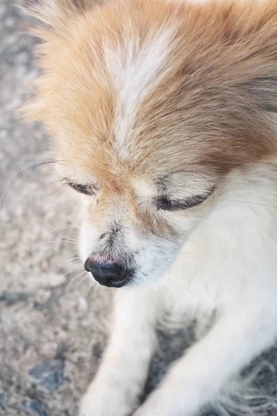 Close up de cão chihuahua — Fotografia de Stock