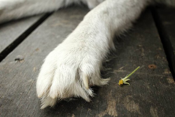 Close up of siberian husky