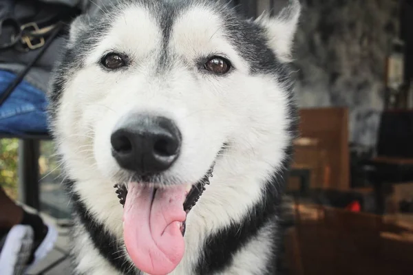 Gros plan de husky sibérien — Photo