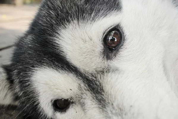 Gros plan de husky sibérien — Photo