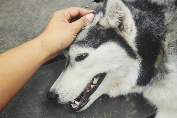 Közelkép a szibériai husky — Stock Fotó