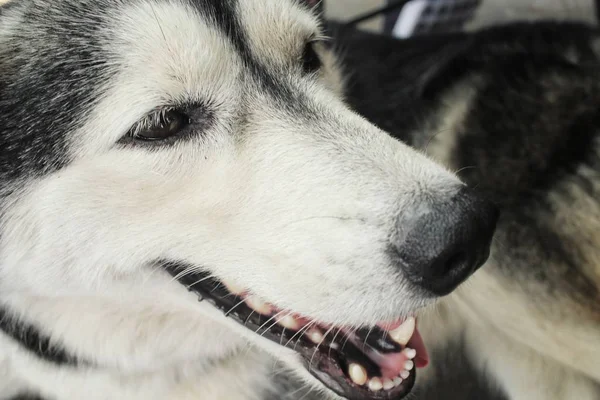 Gros plan de husky sibérien — Photo