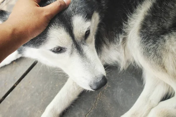 Közelkép a szibériai husky — Stock Fotó