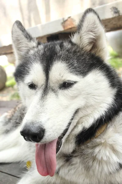 Close up van de Siberische husky — Stockfoto