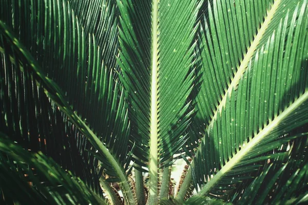 A palmeira — Fotografia de Stock