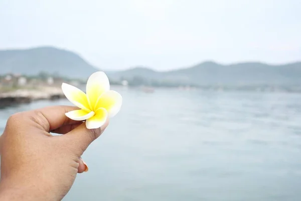 Kwiat plumerii na ręce — Zdjęcie stockowe
