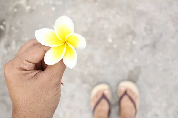 手にフランジパニの花 — ストック写真