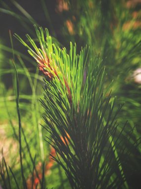Çam ağacına yakın.
