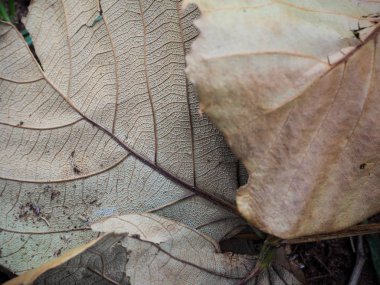 Kurumuş yaprakları kapat