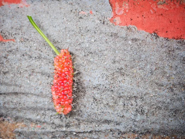 Primo piano di gelso rosso — Foto Stock