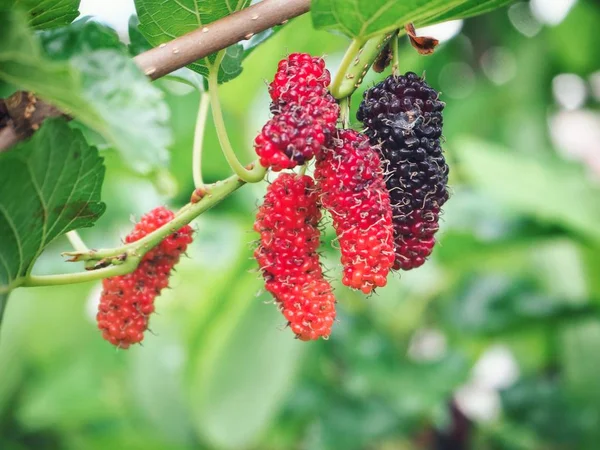 Mulberry op boom — Stockfoto
