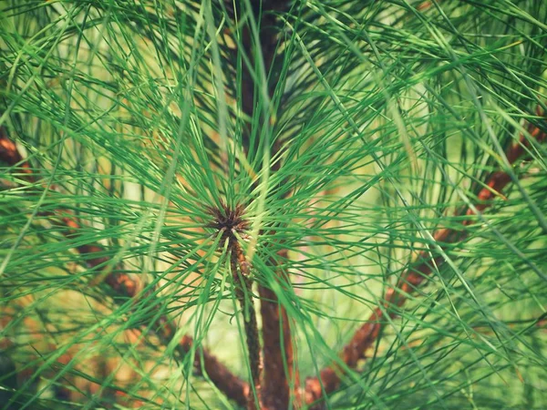 Perto de árvore de pinheiro — Fotografia de Stock