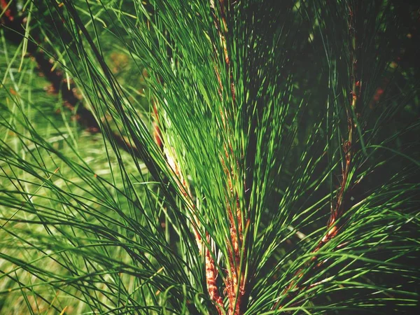 Perto de árvore de pinheiro — Fotografia de Stock