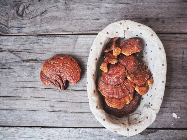 Ganoderma lucidum - ling zhi gombát. — Stock Fotó