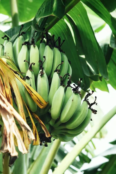 Ramo de plátanos — Foto de Stock