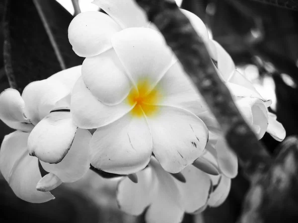 Frangipani blommor på träd — Stockfoto