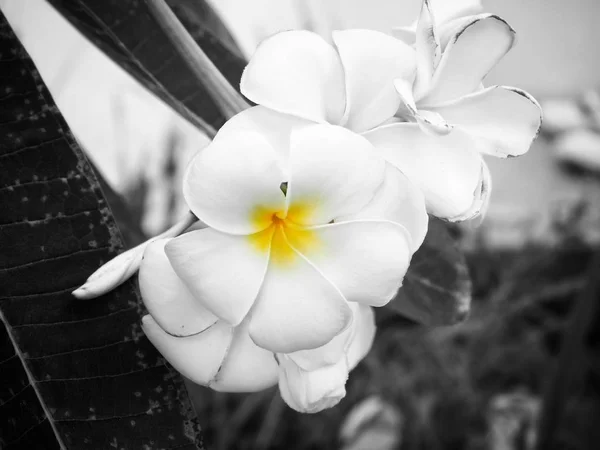 Frangipani blommor på träd — Stockfoto