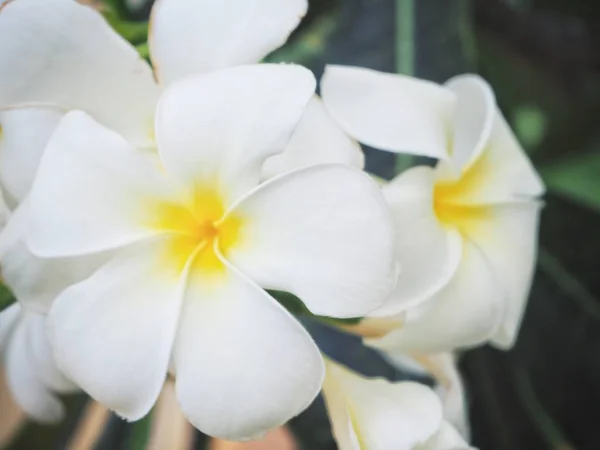 Frangipani fleurs sur l'arbre — Photo