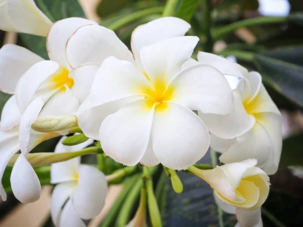 Frangipani fleurs sur l'arbre — Photo