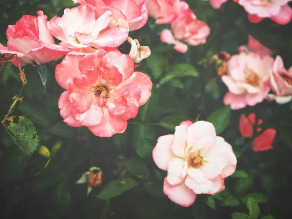 Роза в саду — стоковое фото