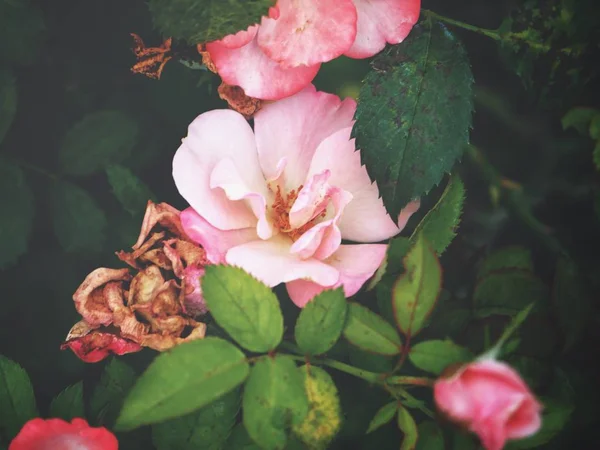 Roos in de tuin — Stockfoto