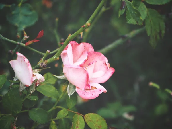 Rosa no jardim — Fotografia de Stock