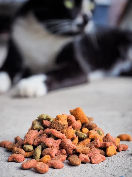 Cat eating food — Stock Photo, Image