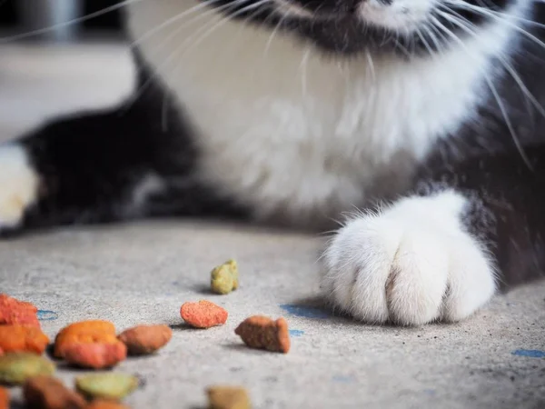 Cat eating food — Stock Photo, Image