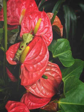 Flamingo çiçekleri yakın çekim