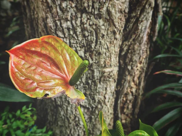 Close up of flamingo flowers — Stock Photo, Image