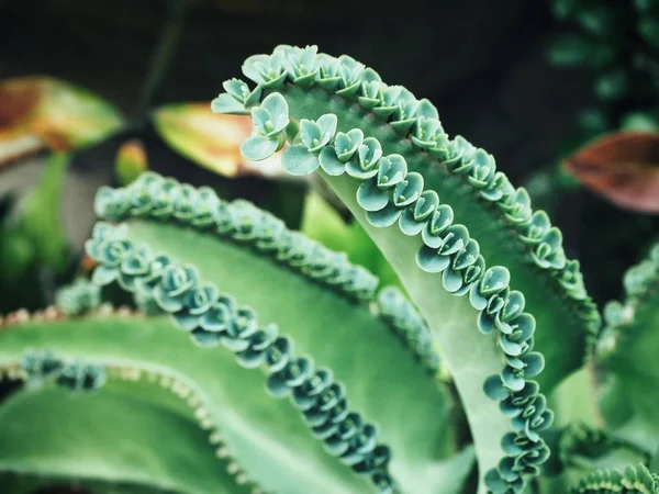 Perto de folhas de samambaia — Fotografia de Stock