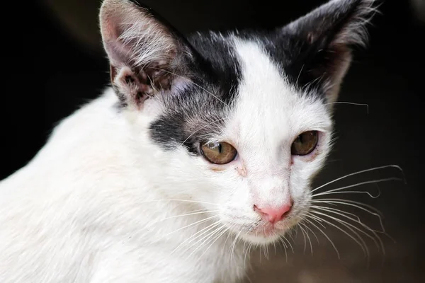 Primo piano di un gatto — Foto Stock